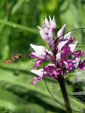 Ятрышник шлемоносный 001